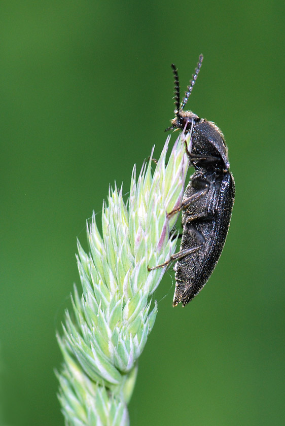 Elateridae in Val Posina da id. - Melanotus punctolineatus